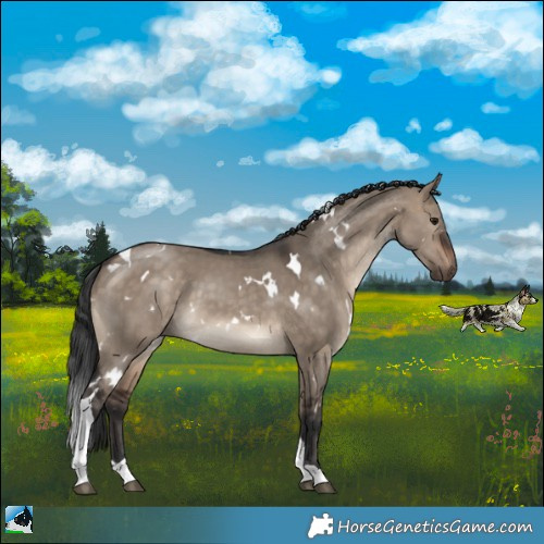 Horse Color:White Spotted Brown Dun Tobiano 