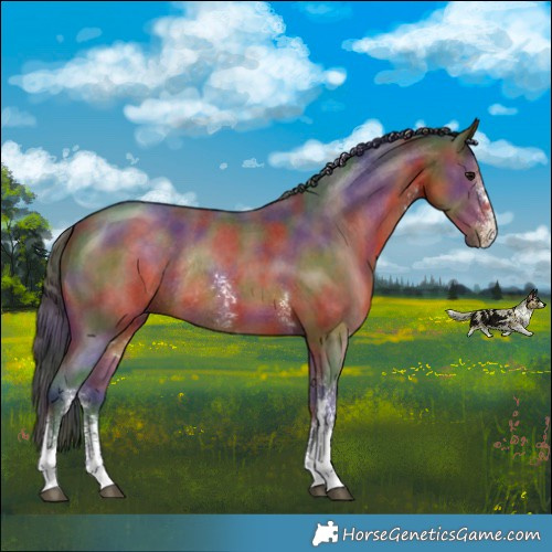 Horse Color:Nacre Brown Sabino Rabicano