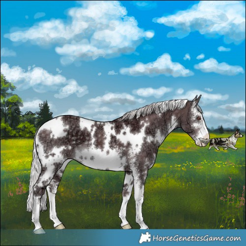 Horse Color:White Spotted Chocolate Silver Black Chinchilla Ice Sabino 