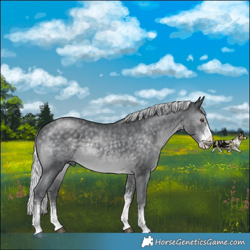 Horse Color:Silver Black Chinchilla Sabino 