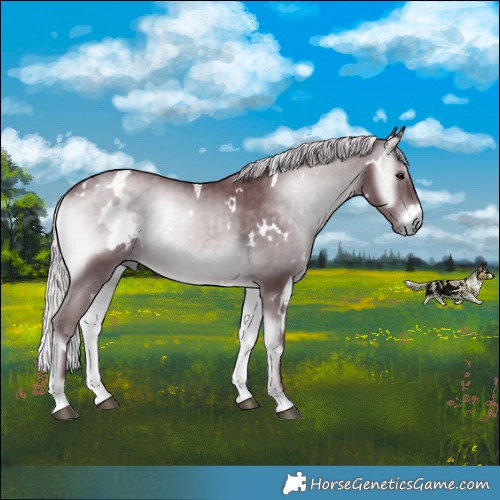 Horse Color:White Spotted Chocolate Silver Blue Onyx Chinchilla 