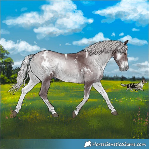 Horse Color:White Spotted Chocolate Silver Blue Onyx Chinchilla