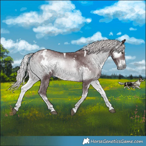 Horse Color:White Spotted Chocolate Silver Blue Onyx Chinchilla 