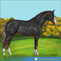 Horse Color:Liver Chestnut Rabicano