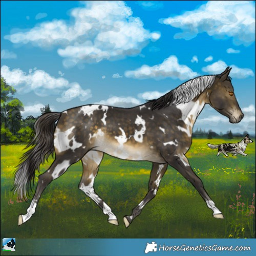 Horse Color:White Spotted Buckskin Mushroom 