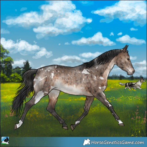 Horse Color:White Spotted Brown Dun Mushroom Rabicano Brindle 