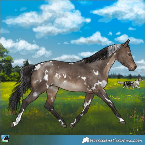 Horse Color:White Spotted Brown Dun Brindle 