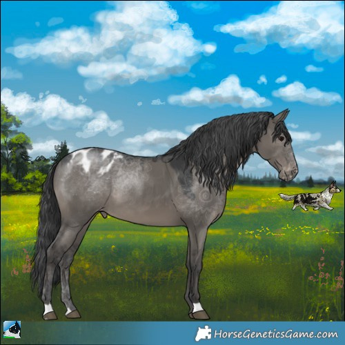 Horse Color:Grullo Blanket 