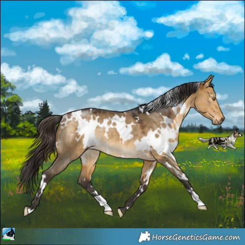 Horse Color:White Spotted Buckskin Dun Rabicano 