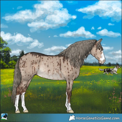 Horse Color:Liver Red Dun Mushroom Rabicano Brindle 