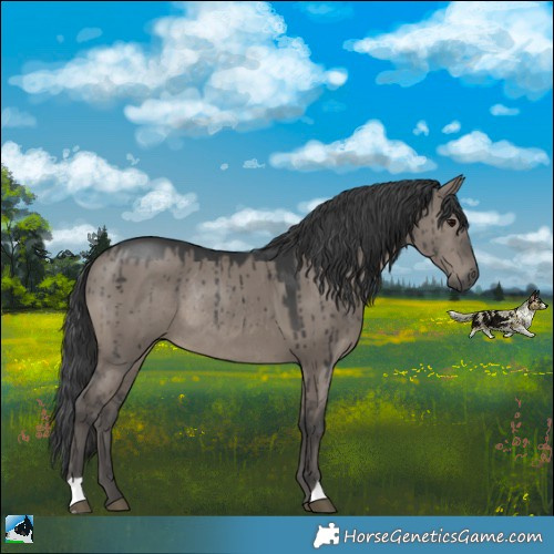 Horse Color:Grullo Rabicano Brindle 