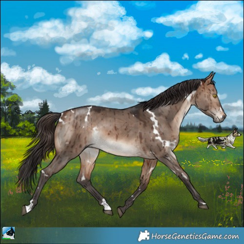 Horse Color:White Spotted Brown Dun Mushroom Rabicano Brindle