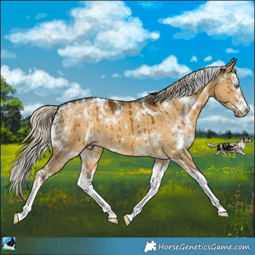 Horse Color:White Spotted Chocolate Palomino Dun Mushroom Splash Brindle 