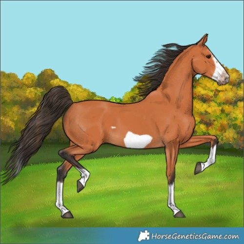 Horse Color:Bay Splash Frame 