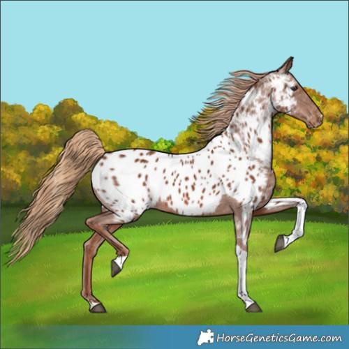 Horse Color:Chestnut Tobiano Near Leopard 