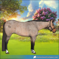 Horse Color:Brown Roan Dun 