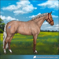 Horse Color:Silver Bay Roan Rabicano 