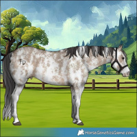 Horse Color:Brown Dun Sabino Rabicano 