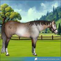 Horse Color:Gray Buckskin Splash