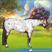 Horse Color:Bay Tobiano Appaloosa 