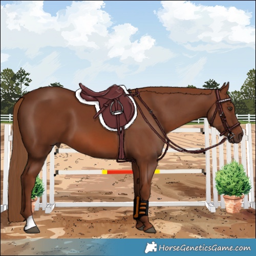 Horse Color:Chestnut 