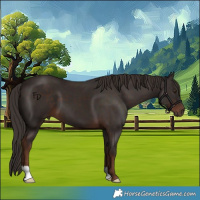 Horse Color:Liver Chestnut 