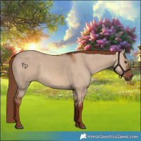 Horse Color:Red Dun 