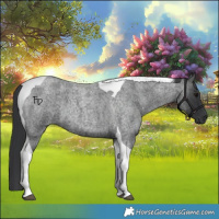 Horse Color:Blue Roan Tobiano 