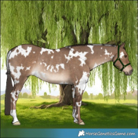 Horse Color:White Spotted Liver Red Dun Rabicano 