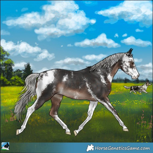 Horse Color:Liver Chestnut Mushroom Sabino Rabicano 