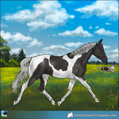Horse Color:Liver Chestnut Mushroom Tobiano