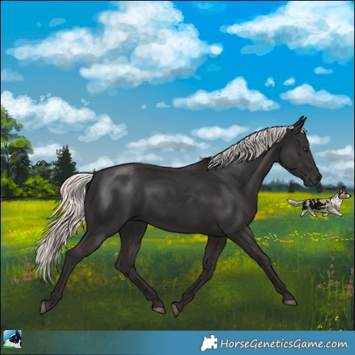 Horse Color:Liver Chestnut Mushroom 