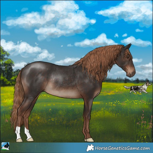 Horse Color:Liver Chestnut Rabicano 