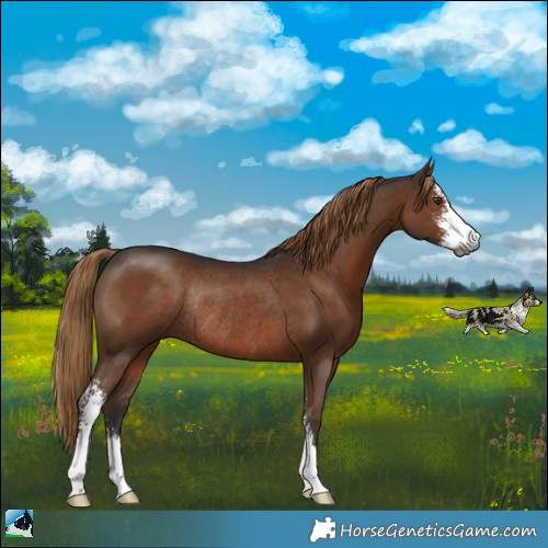 Horse Color:Gray Liver Chestnut Sabino Rabicano