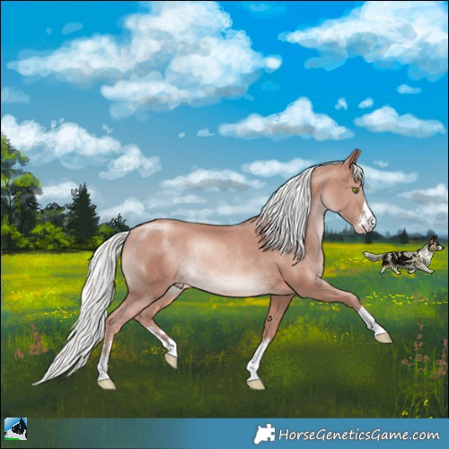 Horse Color:Gold Champagne Mushroom Rabicano 