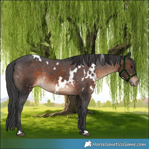 Horse Color:White Spotted Brown Appaloosa 