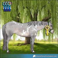 Horse Color:White Spotted Brown Appaloosa 