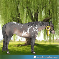 Horse Color:White Spotted Brown Appaloosa 