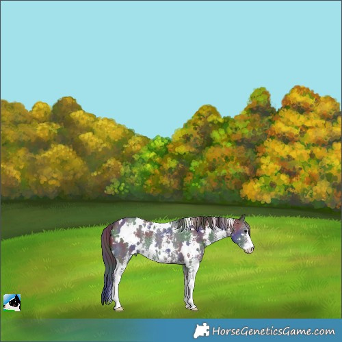 Horse Color:Nacre White Spotted Black Sabino 