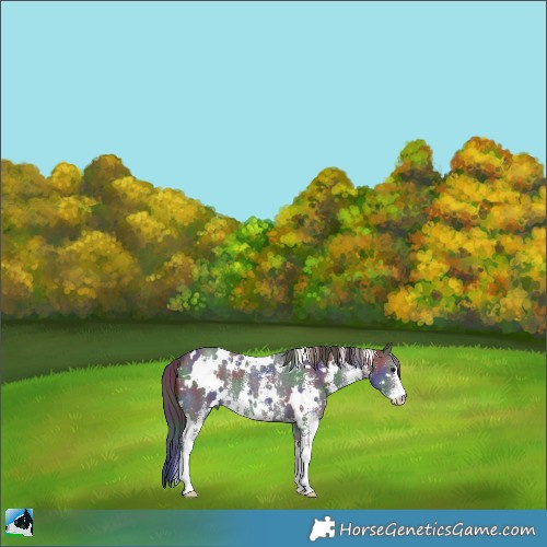 Horse Color:Nacre White Spotted Black Sabino 