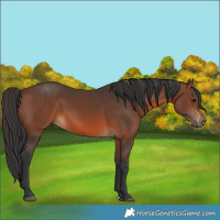 Horse Color:Brown 