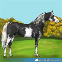 Horse Color:Liver Chestnut Mushroom Sabino 