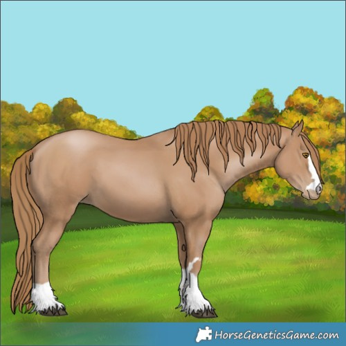 Horse Color:Black Pearl