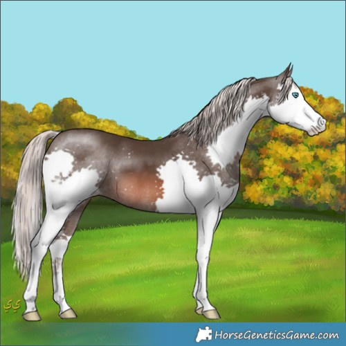 Horse Color:Liver Chestnut Mushroom Splash 