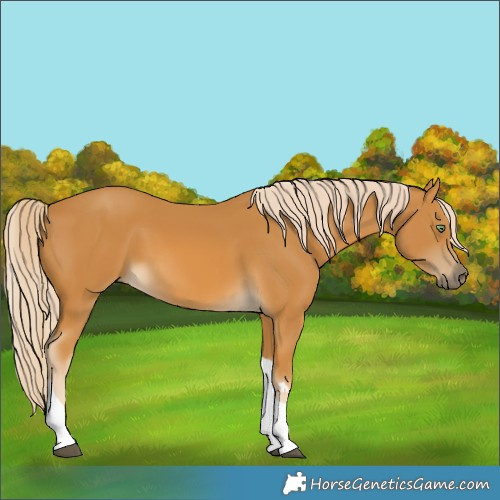 Horse Color:Palomino Tobiano