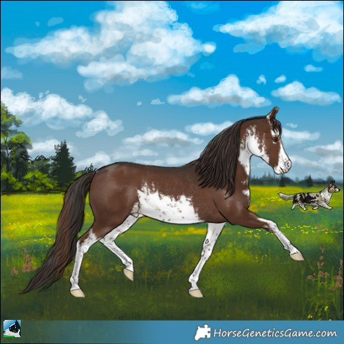 Horse Color:White Spotted Liver Chestnut Rabicano 