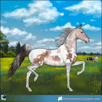 Horse Color:White Spotted Brown Dun Tobiano Rabicano