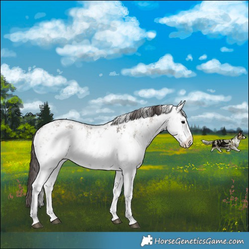 Horse Color:White Spotted Bay Ice Onyx Sabino Rabicano