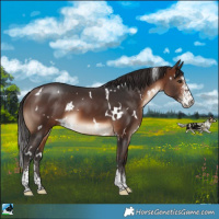 Horse Color:White Spotted Brown Sabino