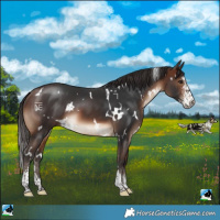 Horse Color:White Spotted Brown Sabino 